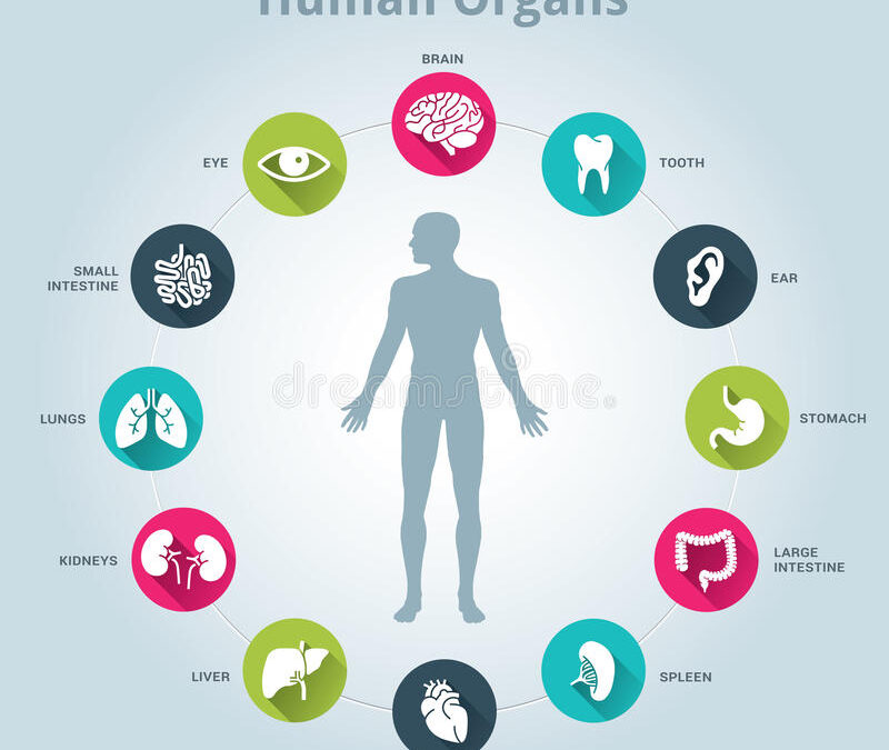 medical human organs icon set body middle