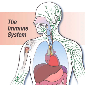 immune system